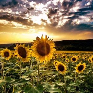 Meet your Posher, Wen