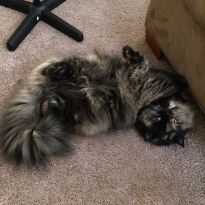 Meet your Posher, Samantha