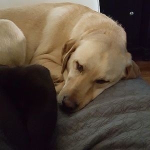 Meet your Posher, Penny