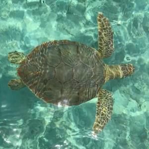 Meet your Posher, Anne