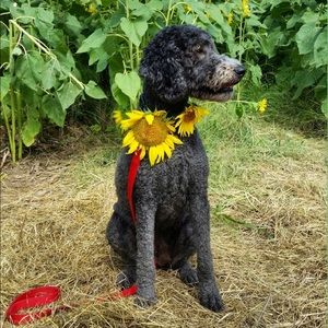 Meet your Posher, Lindy