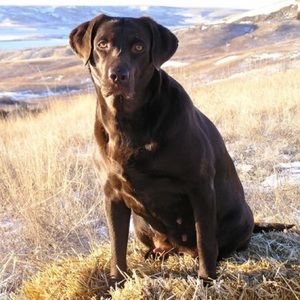 Meet your Posher, Paul