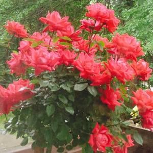 Meet your Posher, Collette