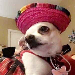 Meet your Posher, Cookie