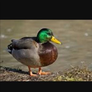 Meet your Posher, Raul