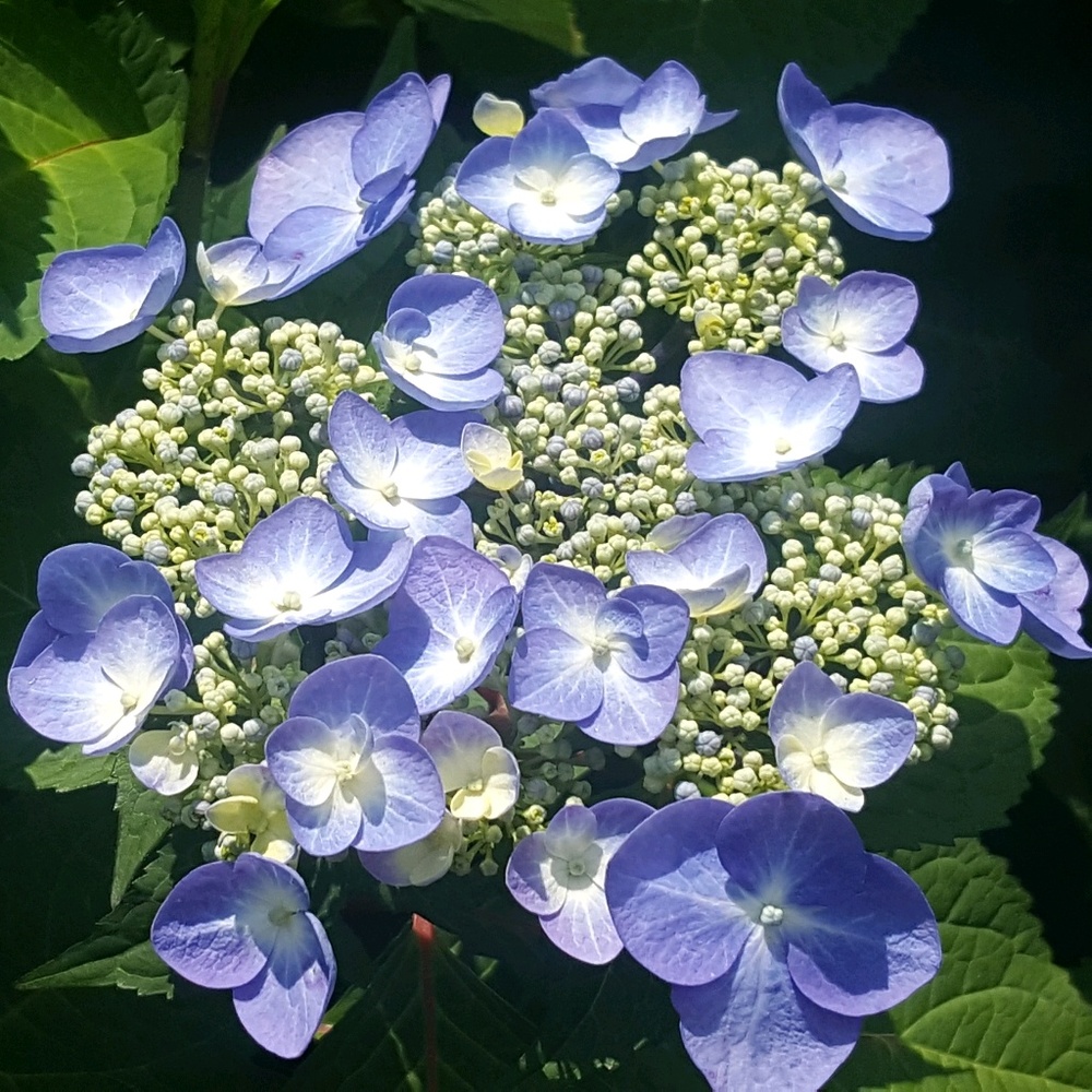 Meet your Posher, Maggie Rose