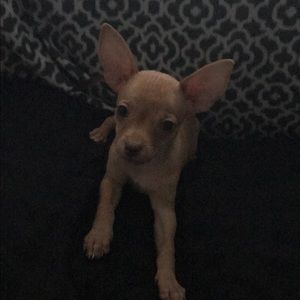 Meet your Posher, Savannah