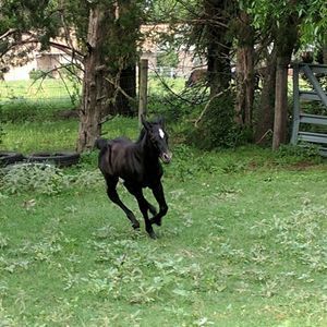 Meet your Posher, Brandy