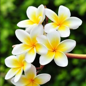 Meet your Posher, Cho