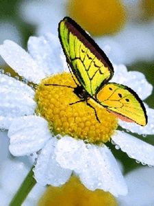 Meet your Posher, Rosa