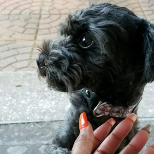 Meet your Posher, Elon