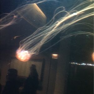 Meet your Posher, Julio