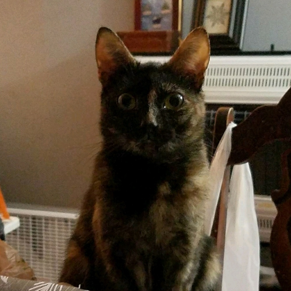 Meet your Posher, Lynn