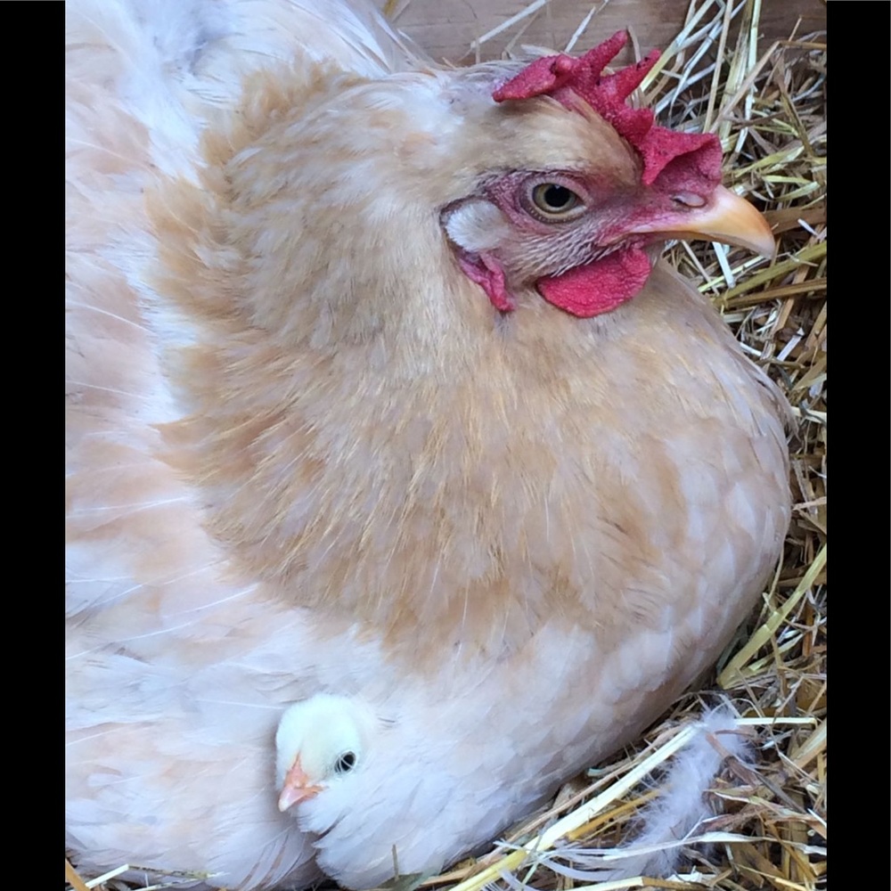 Taking a Break🐔