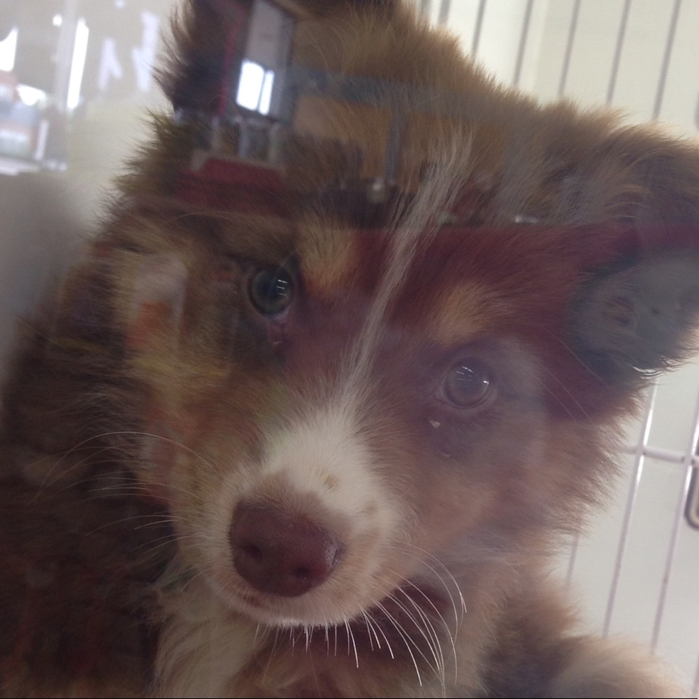 Meet your Posher, Mis