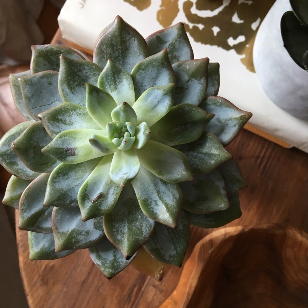 Meet your Posher, Tanya