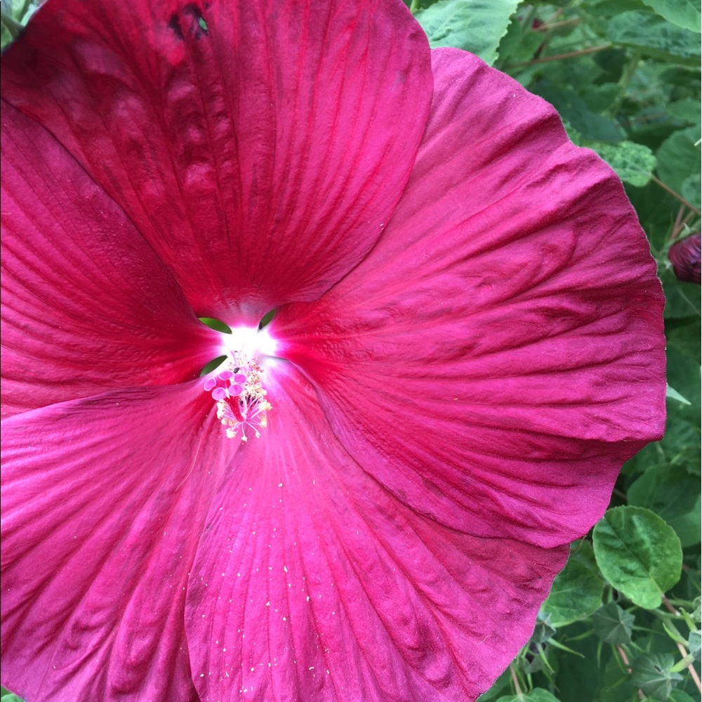 Meet your Posher, Debra