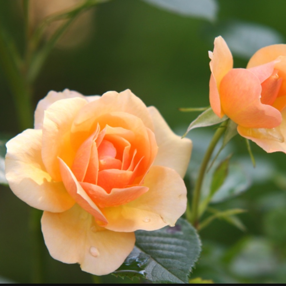 Meet your Posher, Besi