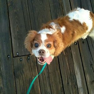 Meet your Posher, Alison