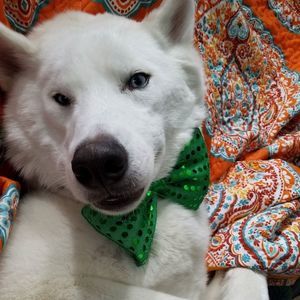 Meet your Posher, Ben