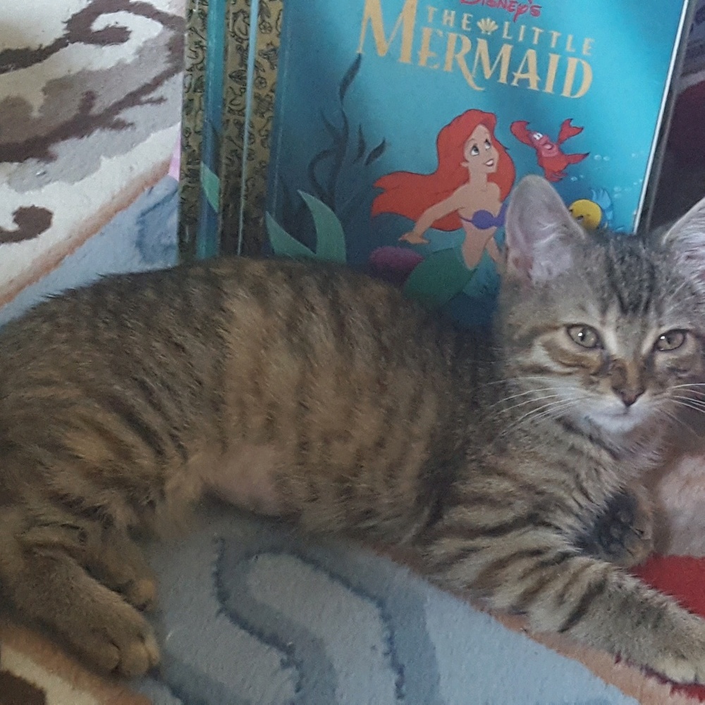 Meet your Posher, Mata