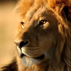 Meet your Posher, Orlando