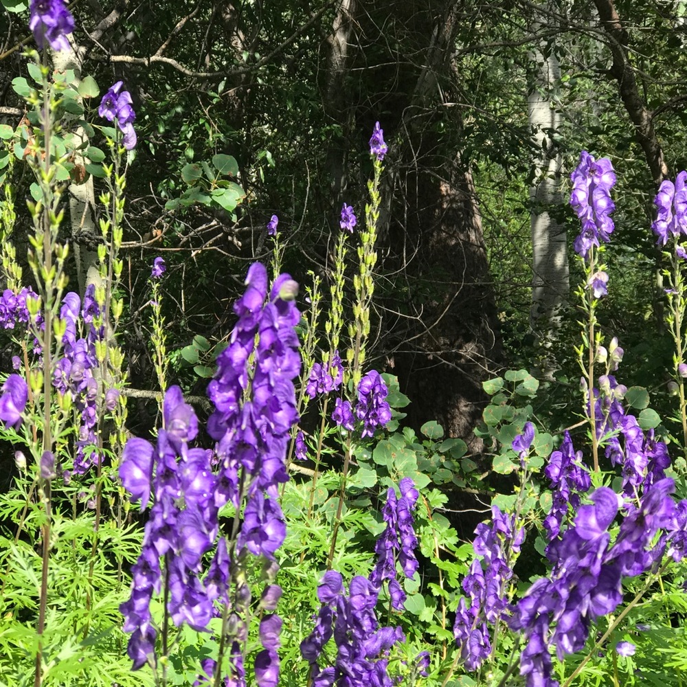 Meet your Posher, Karen