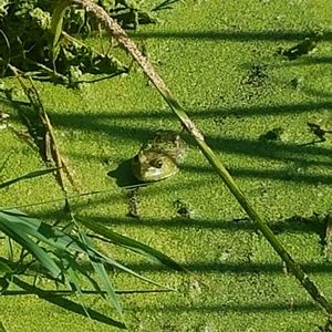 Meet your Posher, Alberto