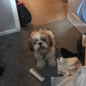 Meet your Posher, Maddy