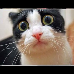 Meet your Posher, Carla