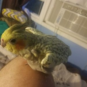 Meet your Posher, Christian