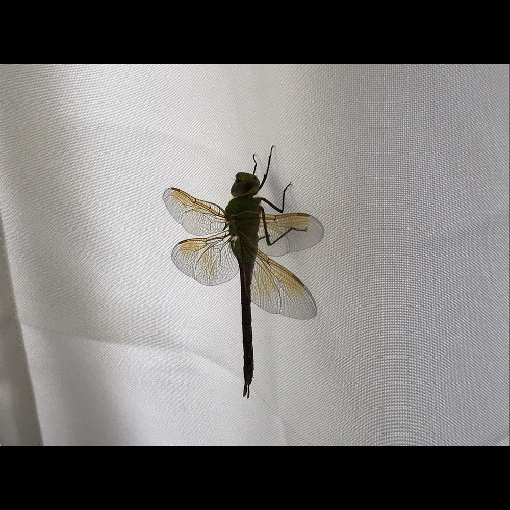 Meet your Posher, Meghan