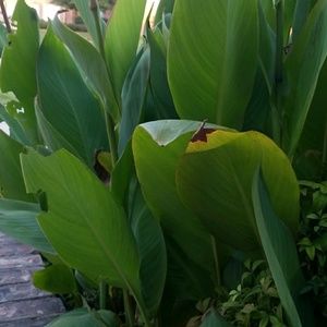 Meet your Posher, Ayman