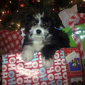 Meet your Posher, Brendan