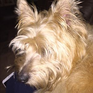 Meet your Posher, Casey