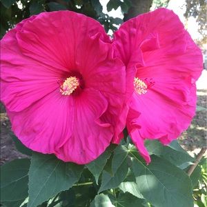 Meet your Posher, Edna