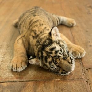 Meet your Posher, Kayvon