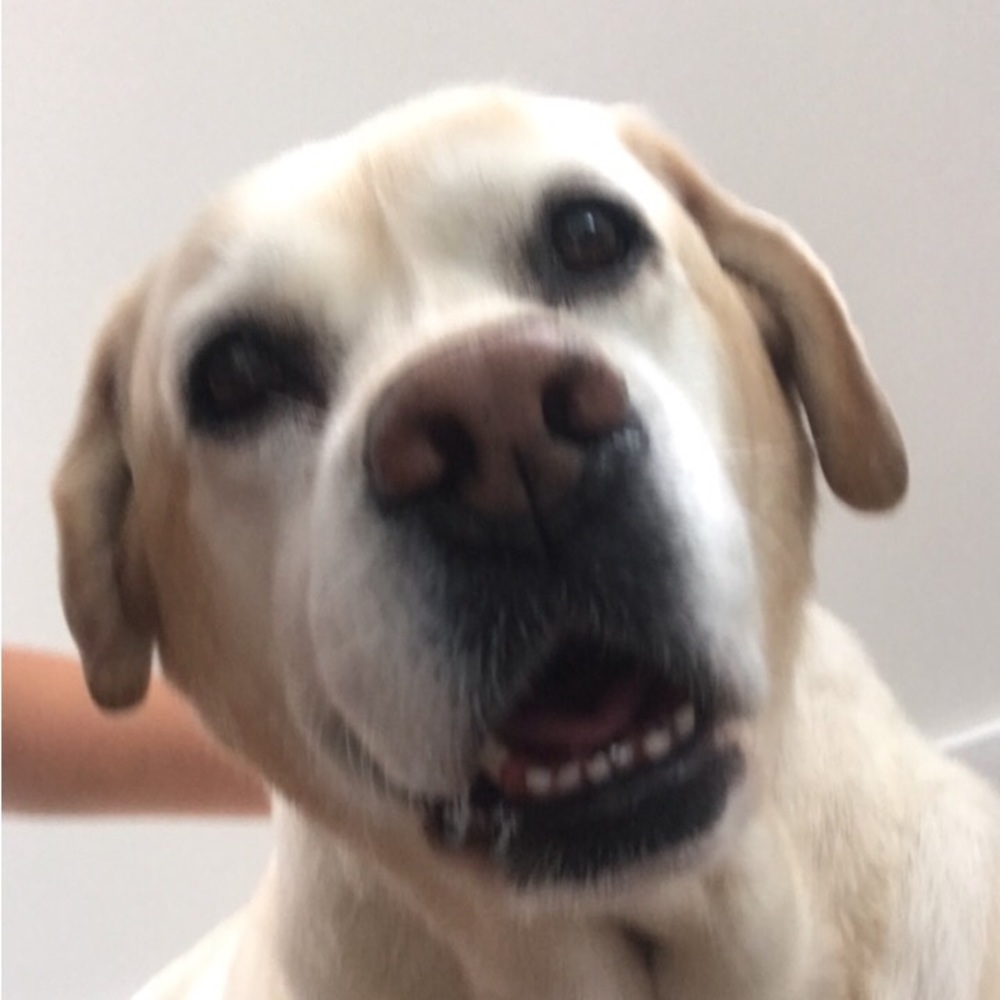 Meet your Posher, Mackenzie