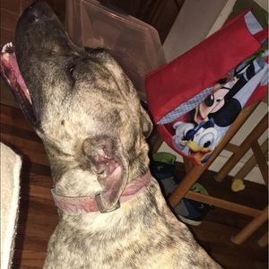 Meet your Posher, Cheyenne