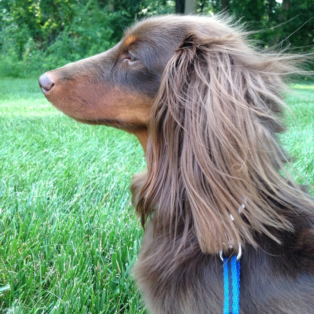 Meet your Posher, Libby