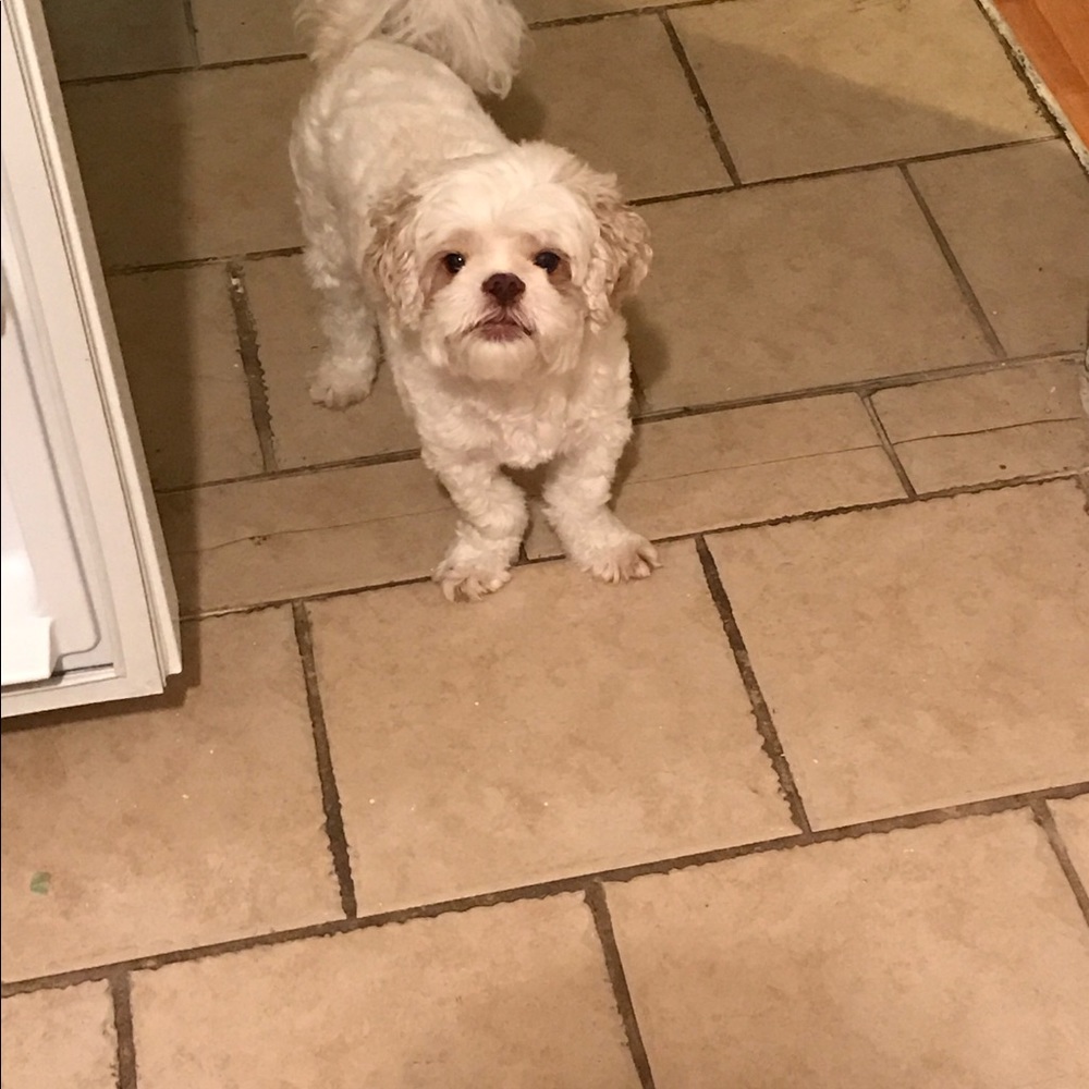 Meet your Posher, Mickey