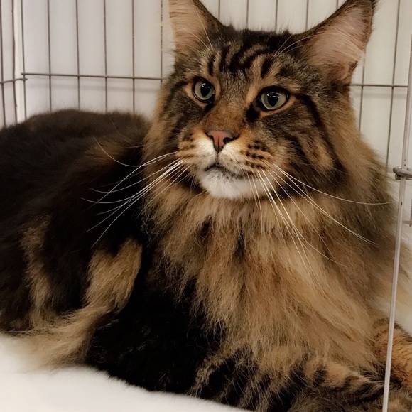 Meet your Posher, Kaitlyn - Picture 1 of 1