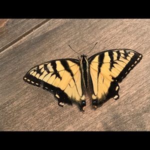 Meet your Posher, Eric