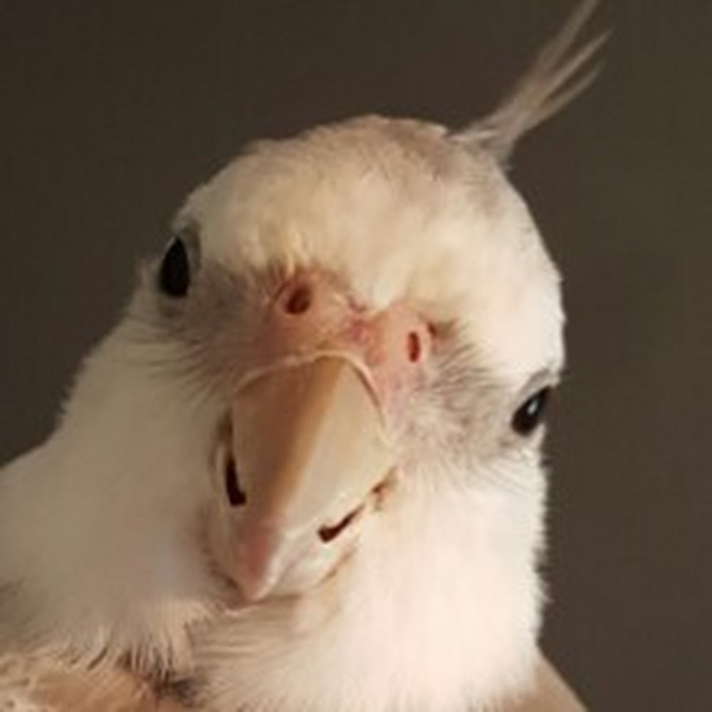 Meet your Posher, Birb