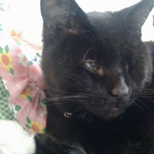 Meet your Posher, Jennifer amy