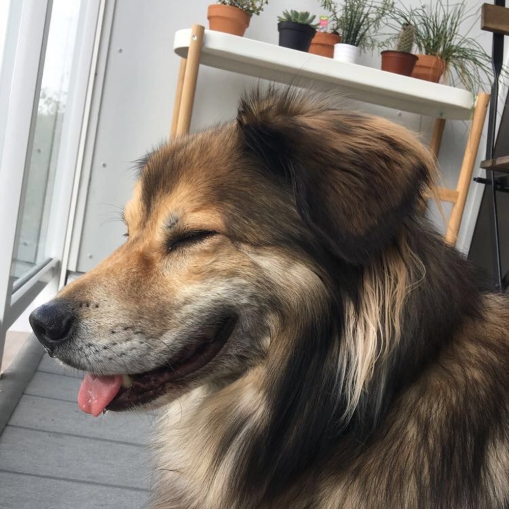 Say Hello to Kona!!!