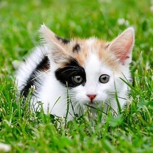 Meet your Posher, Dionna