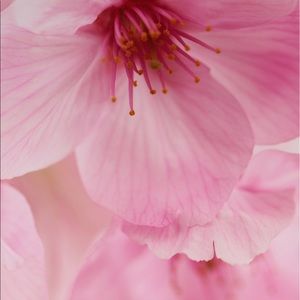 Meet your Posher, Gigi