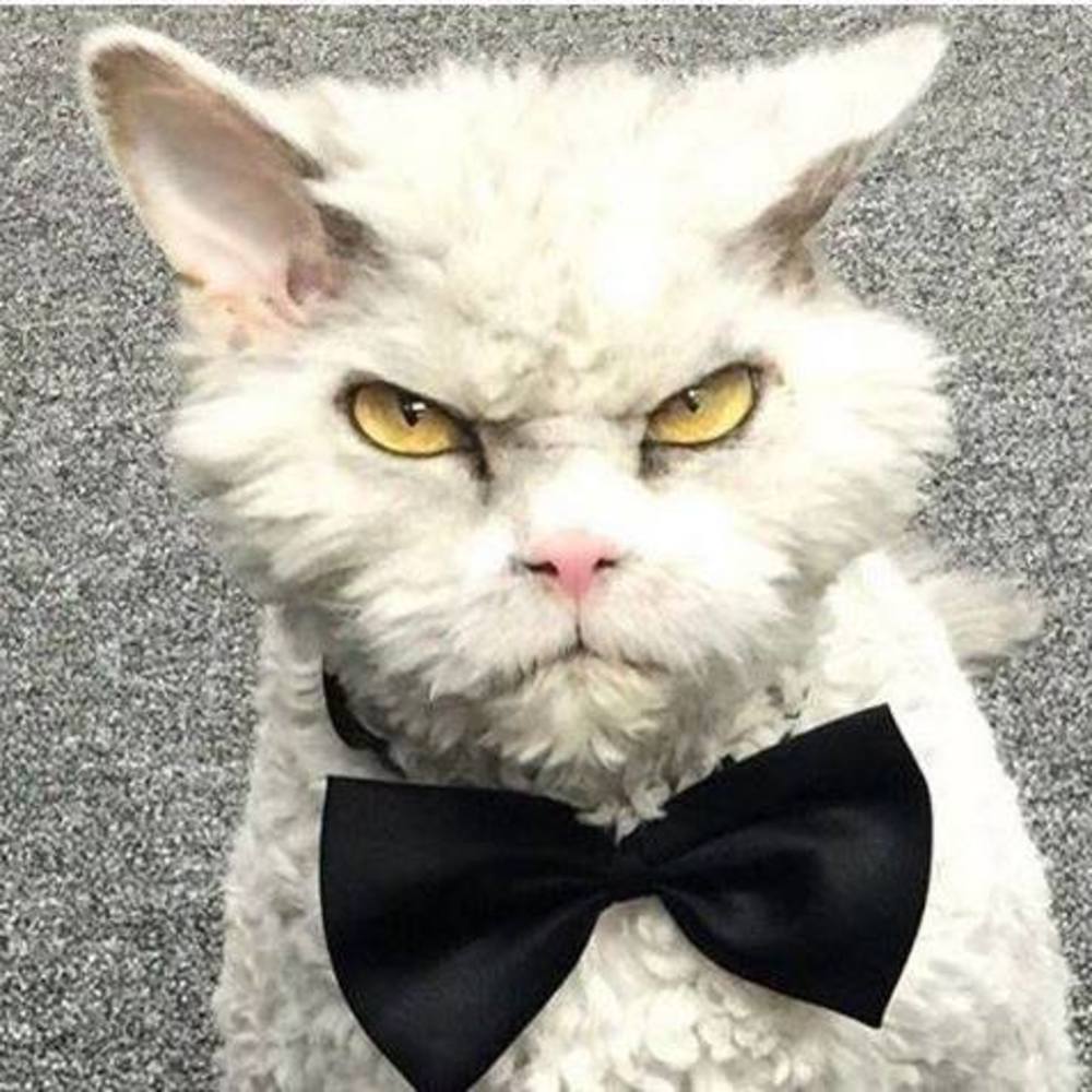 Meet your Posher, David