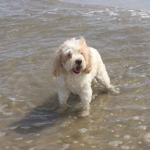 Meet your Posher, Alison